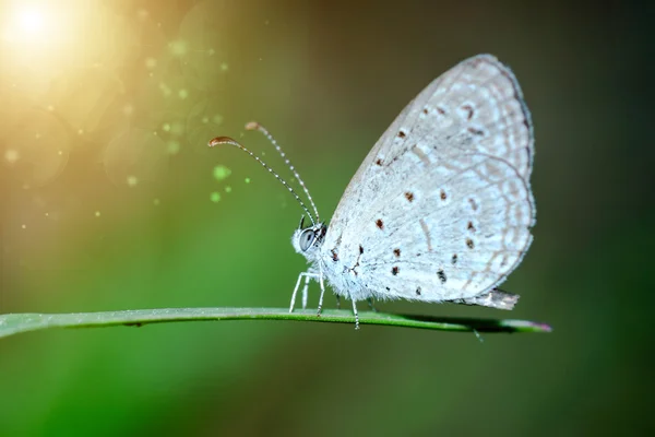 Бабочка, сидящая на зеленой траве — стоковое фото