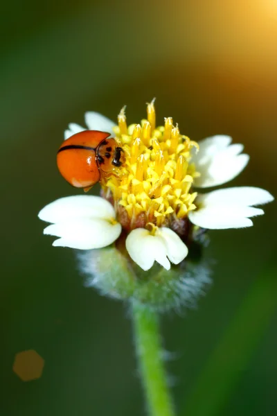 Coccinella sull'erba dei fiori . — Foto Stock