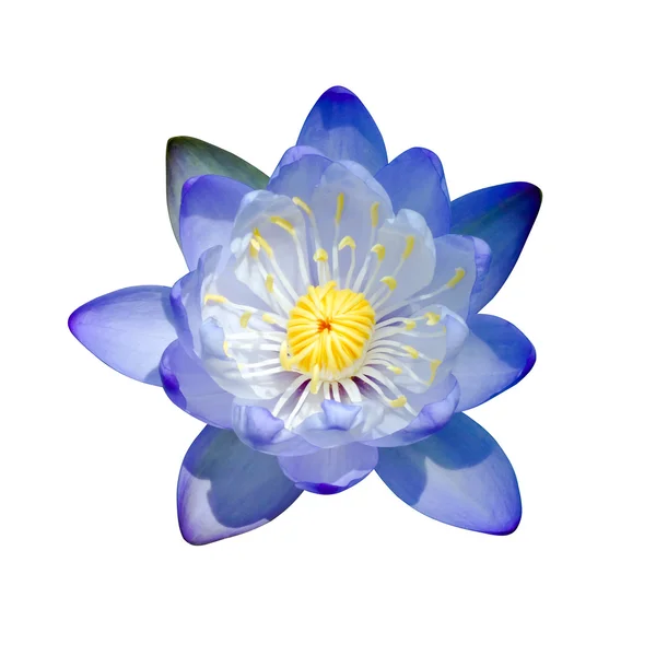 Güzel nilüfer hibrid çiçek. — Stok fotoğraf