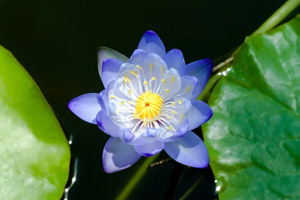 Hermosa flor híbrida de nenúfar . —  Fotos de Stock
