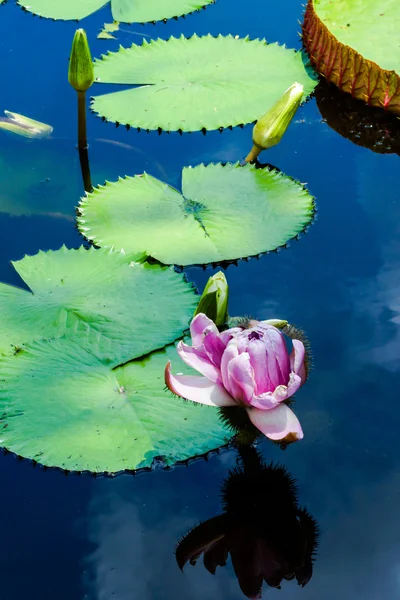 Amazonen-Seerose — Stockfoto