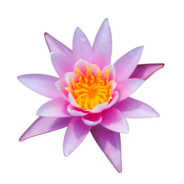 Beautiful waterlily Hybrid flower. — Stock Photo, Image