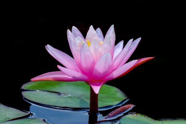 Beautiful waterlily Hybrid flower. — Stock Photo, Image