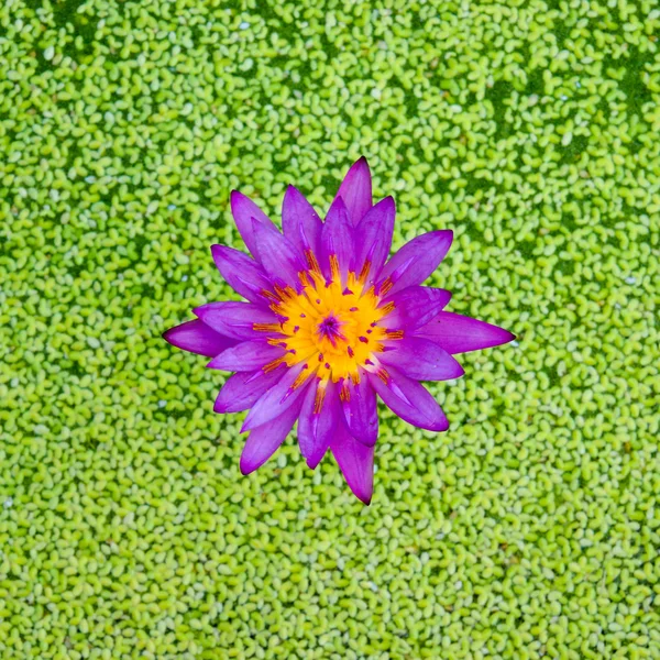 Mooie waterlily hybride bloem. — Stockfoto