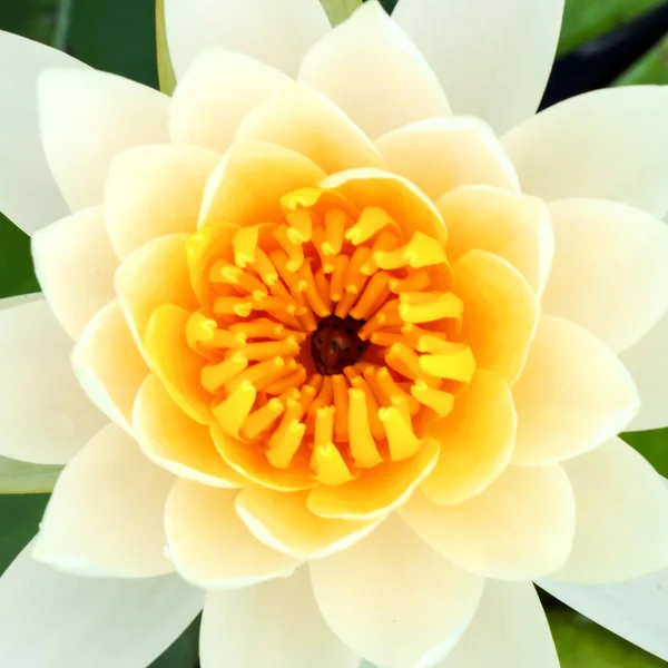 Beautiful waterlily Hybrid flower. — Stock Photo, Image