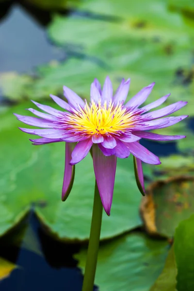 Mooie waterlily hybride bloem. — Stockfoto