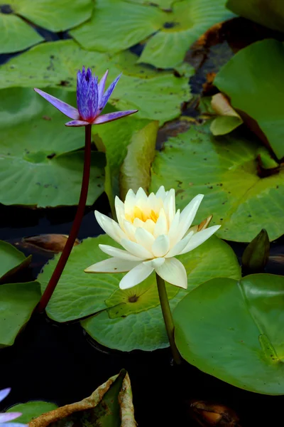 Hermosa flor híbrida de nenúfar . — Foto de Stock