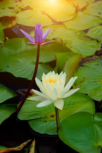 güzel nilüfer hibrid çiçek.