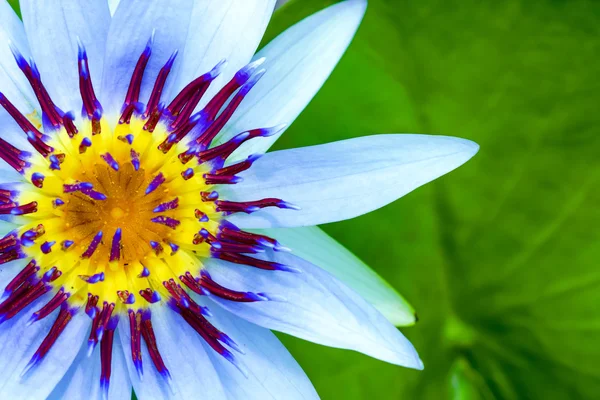 Close-up van mooie water lily hybride bloem. — Stockfoto