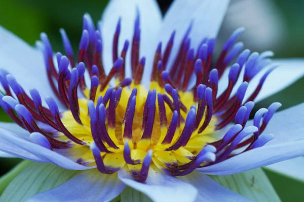 Közeli kép a gyönyörű tündérrózsa hibrid virág. — Stock Fotó