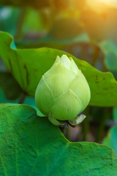 Bella ninfee Fiore ibrido . — Foto Stock