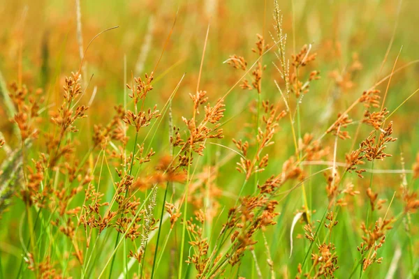 Wild grass in the nature. — Stock Photo, Image