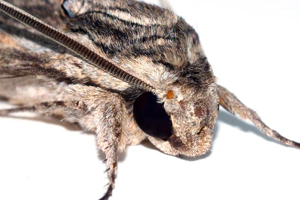 Close-up of Hawk moth on white background. — Stock Photo, Image