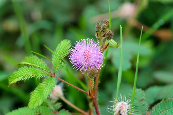 Gevoelige planten — Stockfoto