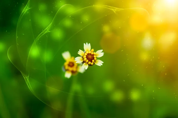 Grass flower — Stock Photo, Image