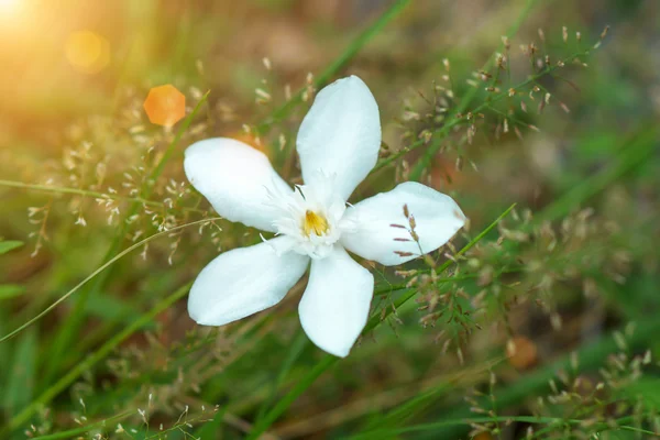 Çimen çiçek — Stok fotoğraf