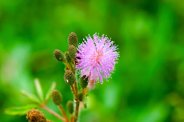 Gevoelige planten — Stockfoto