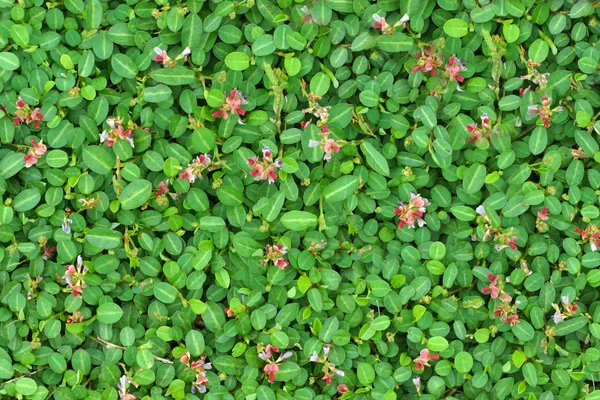 Kwiat trawy — Zdjęcie stockowe