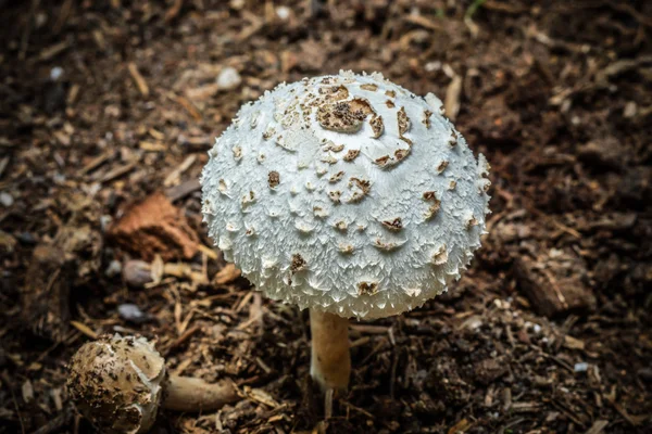 Bos giftige paddestoelen — Stockfoto