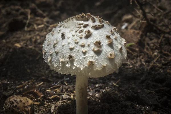 Bos giftige paddestoelen — Stockfoto