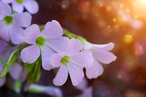 Falsa pianta di trifoglio. — Foto Stock