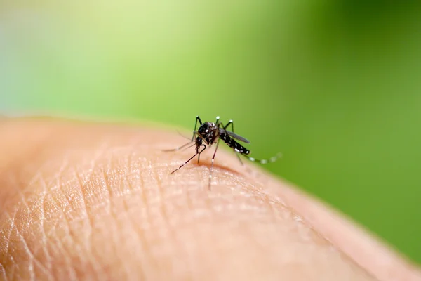 Aedes Fabquito высасывает кровь — стоковое фото