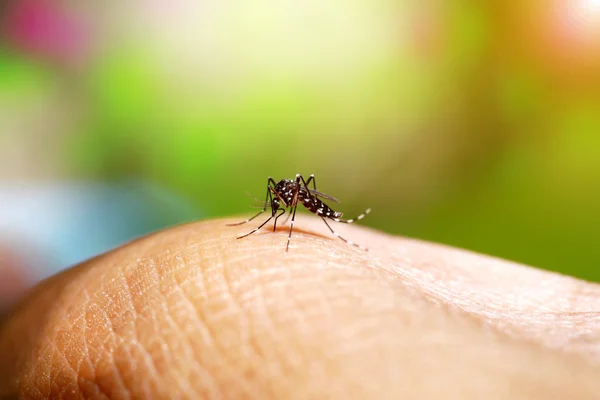 Aedes-Mücke saugt Blut Stockfoto