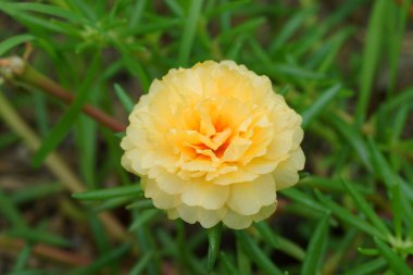 Portulaca, moss rose, güneş santrali, güneş gülü.