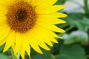 parlak sarı ayçiçeği