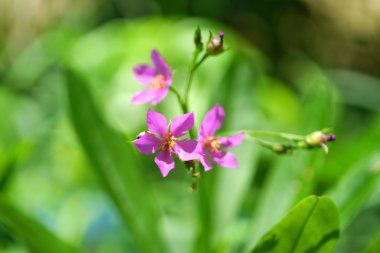 talinum paniculatum gaertn Pembe çiçek.