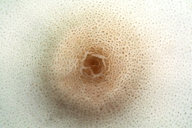 ormanda Zehirli mantar