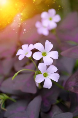 yanlış yonca bitkisi. (oxalis triangularis.)