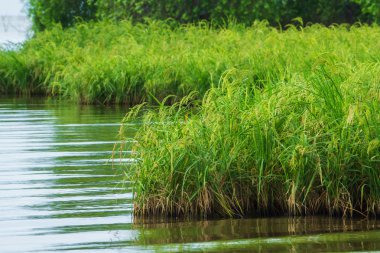 pirinç fabrikası suda yetişen