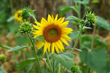 parlak sarı ayçiçeği