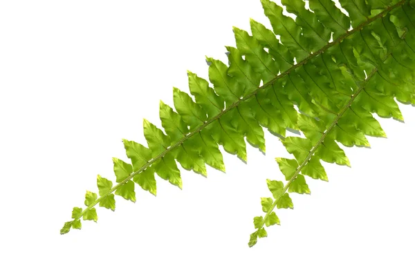 Gröna blad av fern isolerad på vit — Stockfoto