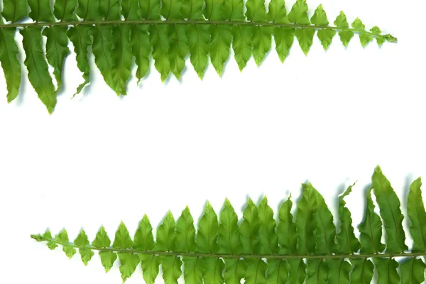 Zielone liście paproci na białym tle — Zdjęcie stockowe