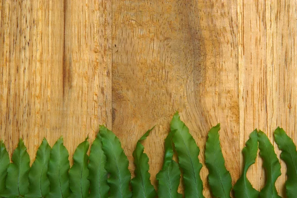Grüne Farnblätter auf Holz. — Stockfoto