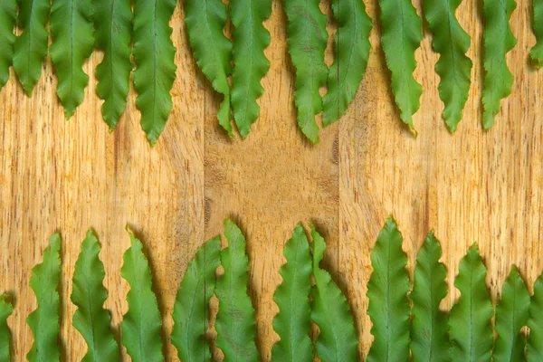 Groene bladeren van varens op hout. — Stockfoto