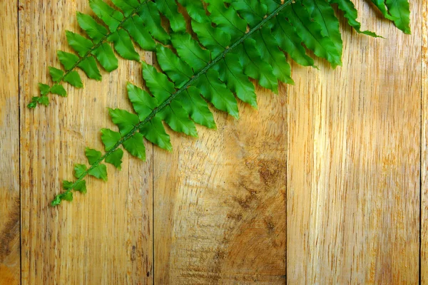 Green leaves of fern on wood. — Stock Photo, Image