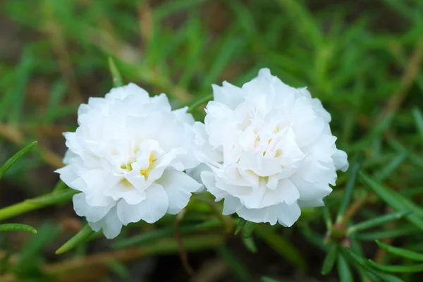 Portulaca, Moss Rose, Sun plant, Sun Rose. — Stock Photo, Image