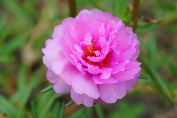 Portulaca, moss rose, sol växt, sun rose. — Stockfoto