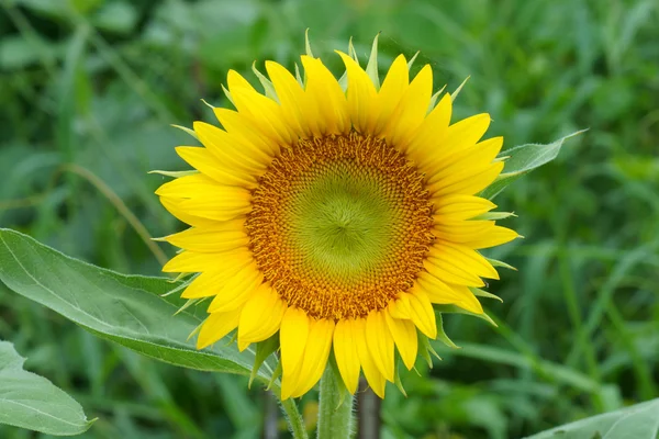 Zářivě žluté slunečnice — Stock fotografie