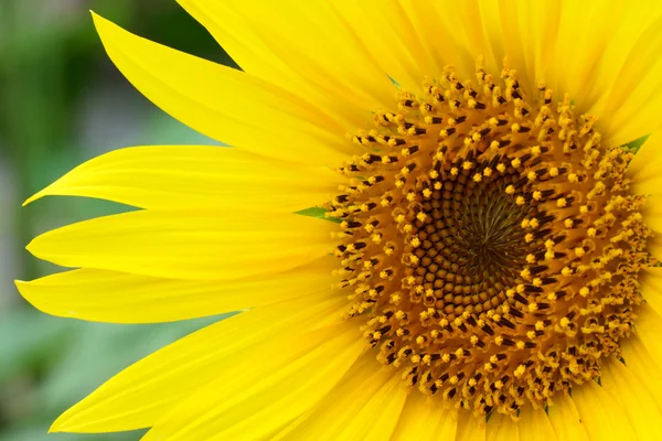 Helder gele zonnebloemen — Stockfoto