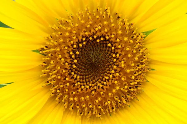Pyłek i płatków słoneczników. — Zdjęcie stockowe