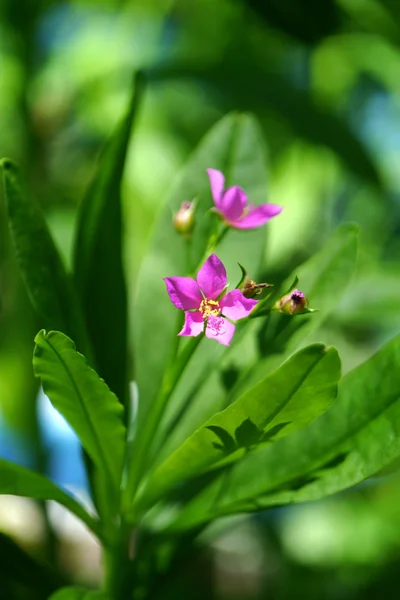 Розовый цветок Talinum paniculatum Gaertn . — стоковое фото