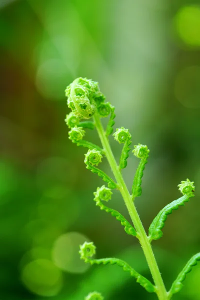 Young shoots of ferns are growing. — Stock Photo, Image