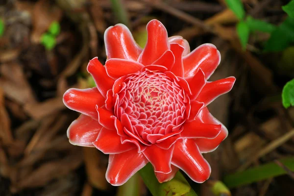 Flor tropical del jengibre de la antorcha rosa . — Foto de Stock