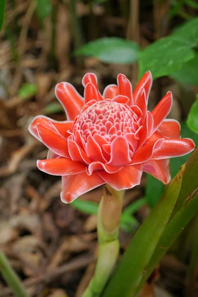 Tropical flower of Pink torch ginger. — Stock Photo, Image
