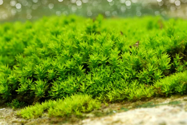 Bark and moss — Stock Photo, Image