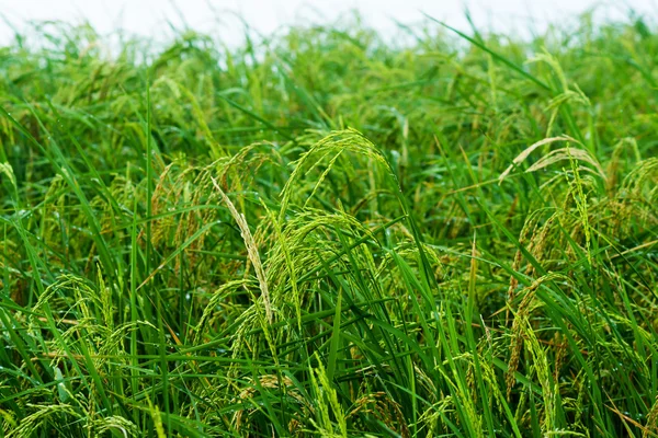 Rijst planten worden geteeld in het water — Stockfoto